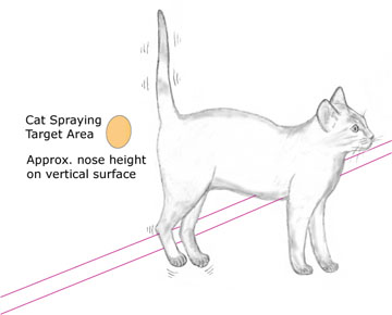Do neutered male cats spray